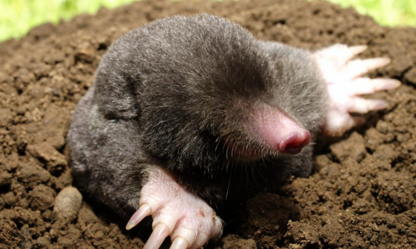Как избавиться от земляных дыр на участке и не погубить ни одного крота